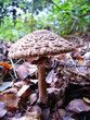 single fungus