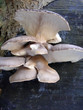 fungi on a tree