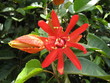 blüte maracujá