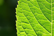 green spring leaf