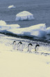 small group of adelie penguins