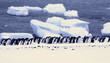 large group of adelie penguins
