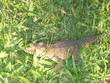 wild caïman with open mouth - puerto angel - mexico wild caïman with open mouth - puerto angel - mexico