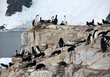 cormorants co habiting with gentoo penguins