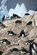 gentoo penguins, nesting, with coromorants