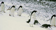 adelie penguins sliding and hopping