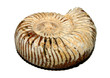 ammonite fossil