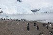 gentoo penguins on shore