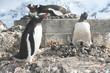 nesting gentoo penguins, egg in nest