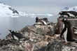 nesting gentoo penguins