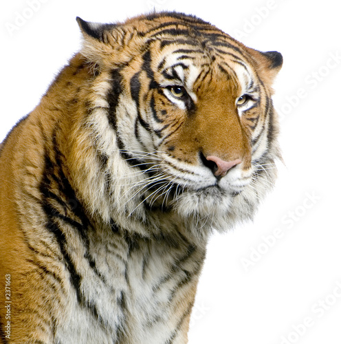 tiger's face