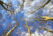 arboles