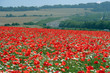 poppy field.