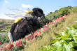 eden project.
