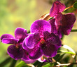 orchid3