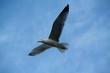goéland