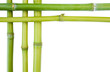 bamboo borders