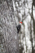 woodpecker