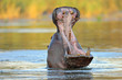 hippopotamus