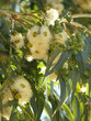 eucalyptus eucalyptus