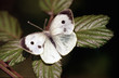 farfalla