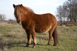 new forest pony