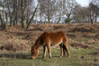 new forest pony