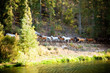 horses