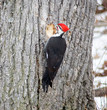 woodpecker