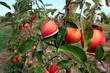 three sweet apple