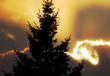 Photo : pine sunset