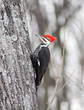 treed bird