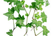 green ivy
