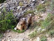 marmottes