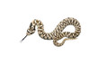 serpent