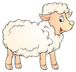 white lamb