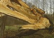 baum nach sturm