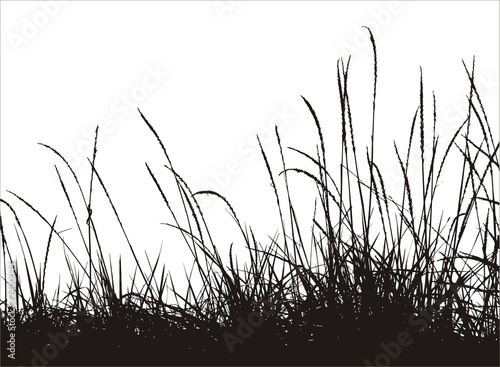 taiga grass