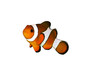 clownfish/poisson clown