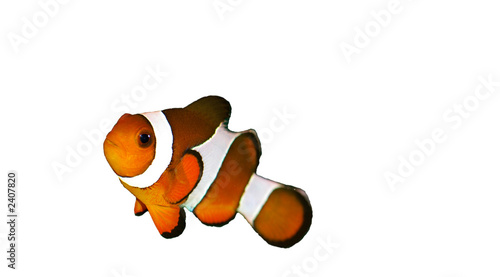clownfish/poisson clown
