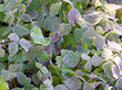 rimed leaves