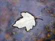 lonely autumn