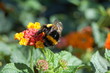 insecte et fleur