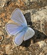 bleu lavande