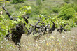 vignoble vignoble