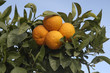 naranjas-583
