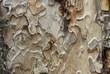 pines textuure