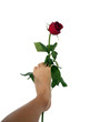 foot the rose