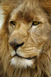 lion lion