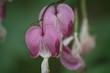 fleure